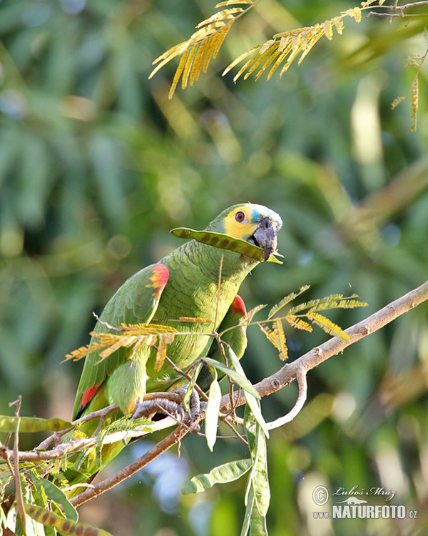 Amazoňan modročelý (Amazona aestiva)