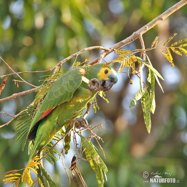 Amazoňan modročelý (Amazona aestiva)