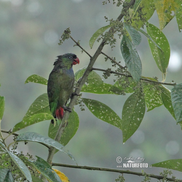 Amazónek červenozobý (Pionus sordidus)