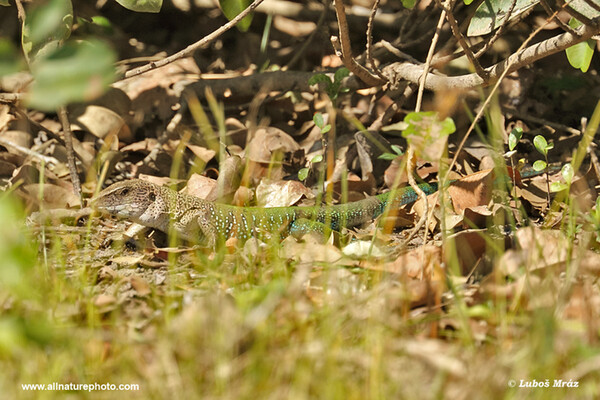 Ameiva obecná (Ameiva ameiva)