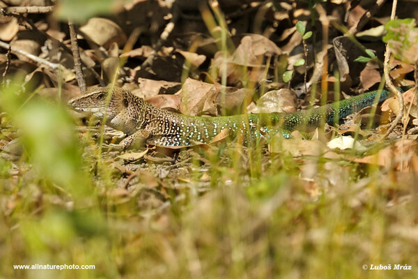 Ameiva obecná (Ameiva ameiva)