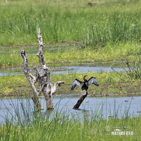 Anhinga africká rezavá (Anhinga rufa)