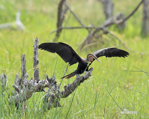 Anhinga africká rezavá (Anhinga rufa)