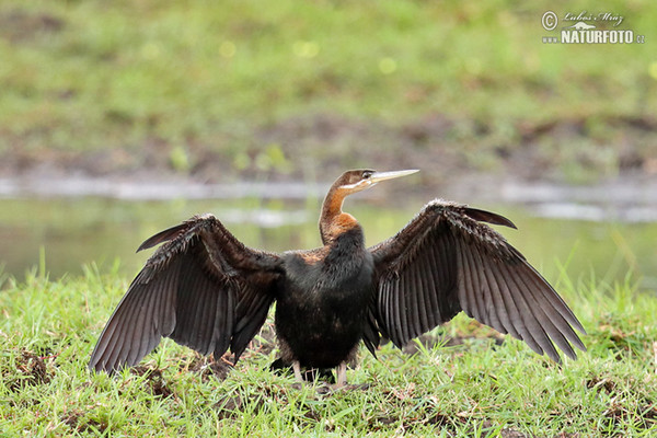 Anhinga africká rezavá (Anhinga rufa)