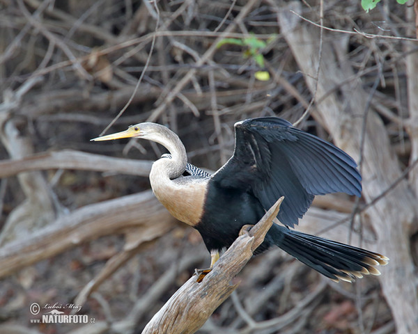 Anhinga americká (Anhinga anhinga)