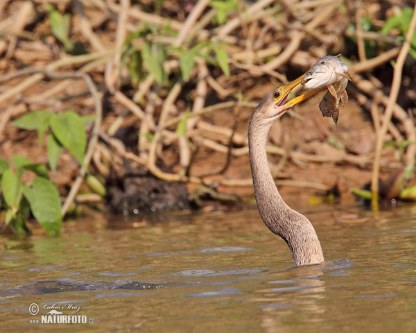 Anhinga americká (Anhinga anhinga)