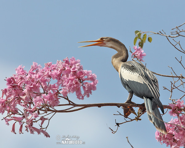 Anhinga americká (Anhinga anhinga)