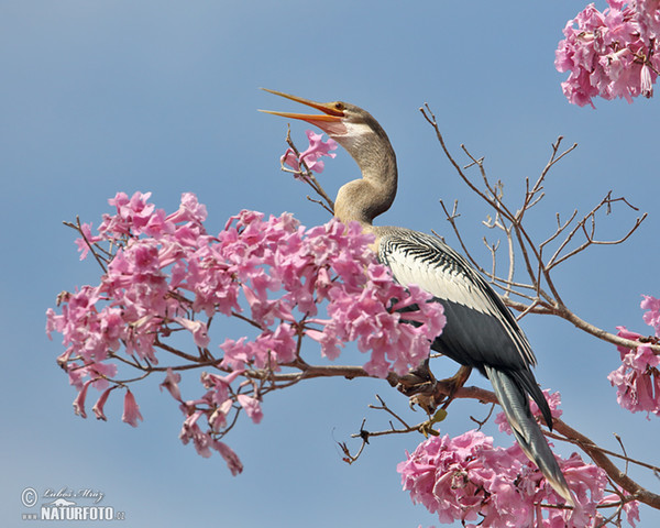 Anhinga americká (Anhinga anhinga)