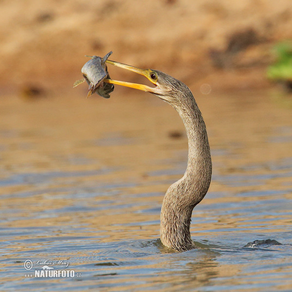 Anhinga americká (Anhinga anhinga)