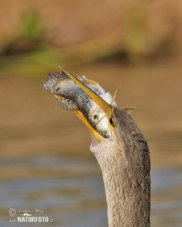 Anhinga americká (Anhinga anhinga)