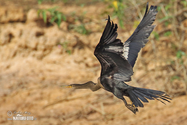 Anhinga americká (Anhinga anhinga)