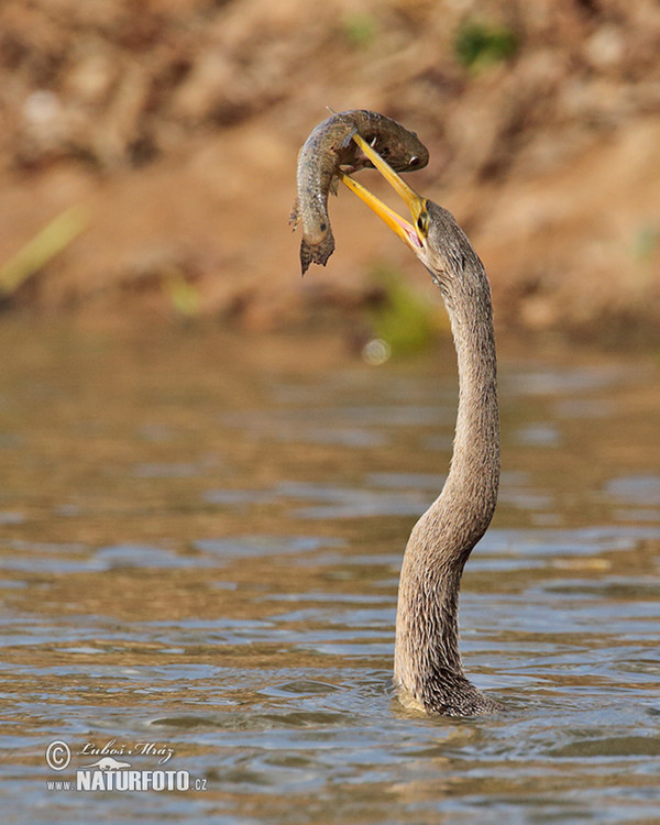 Anhinga americká (Anhinga anhinga)