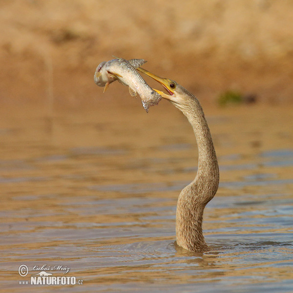 Anhinga americká (Anhinga anhinga)