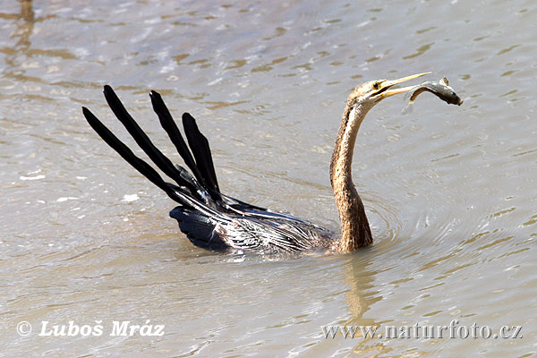 Anhinga červená (Anhinga rufa)