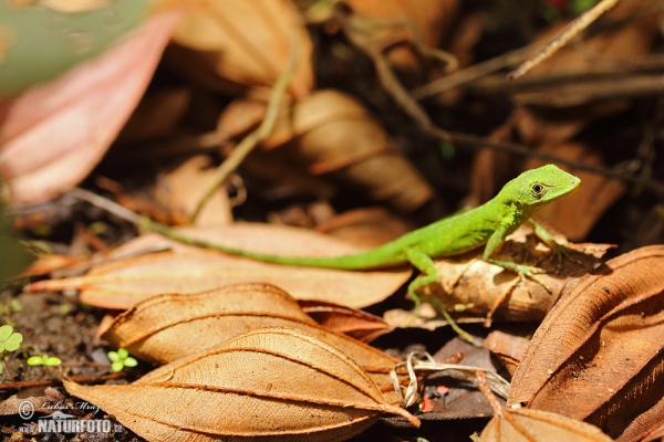 Anolis (Anolis gemmosus)