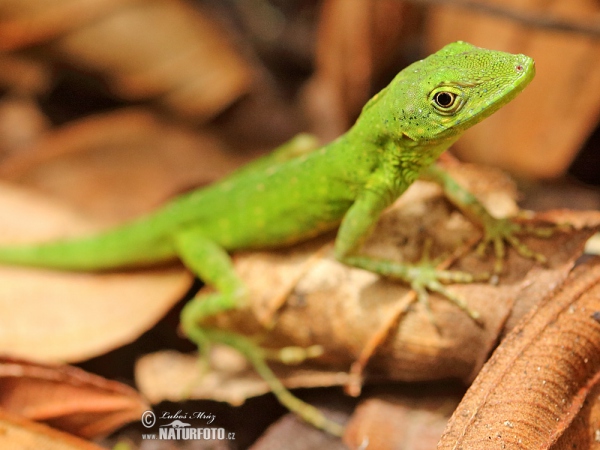 Anolis (Anolis gemmosus)