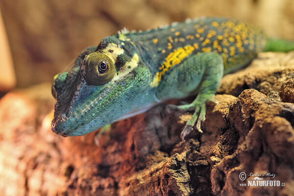 Anolis (Anolis baracoae)