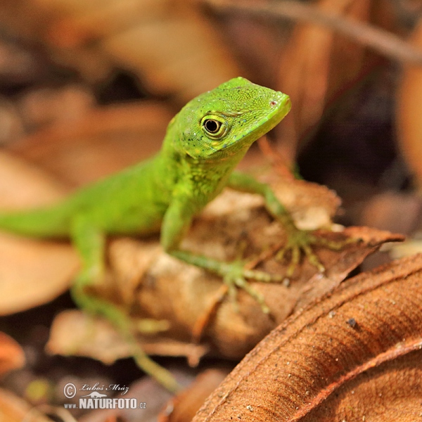 Anolis (Anolis gemmosus)