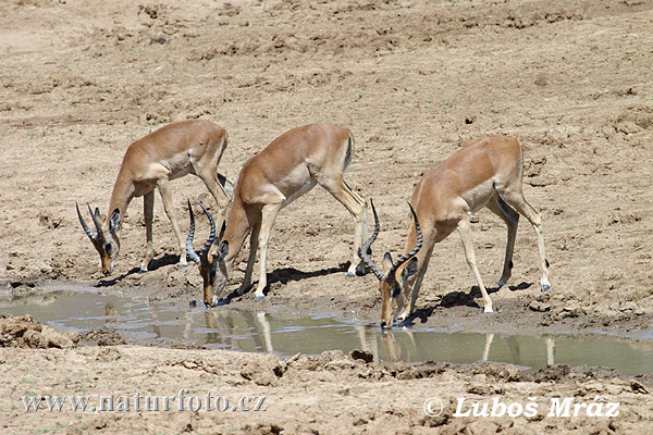 Antilopa Impala (Aepyceros melampus)