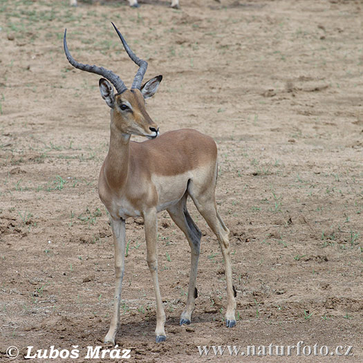 Antilopa Impala (Aepyceros melampus)