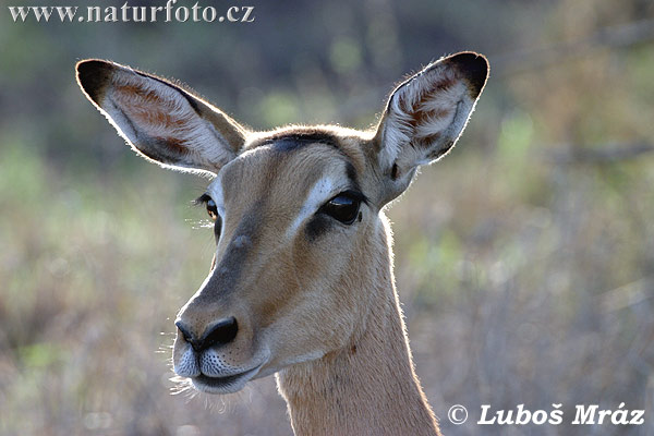 Antilopa Impala (Aepyceros melampus)