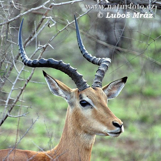 Antilopa Impala (Aepyceros melampus)