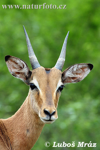 Antilopa Impala (Aepyceros melampus)