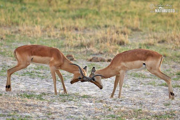 Antilopa impala (Aepyceros melampus)