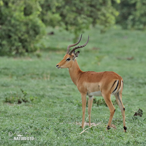 Antilopa impala (Aepyceros melampus)