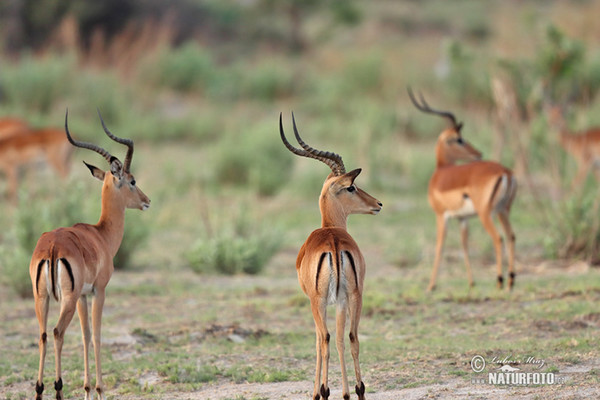 Antilopa impala (Aepyceros melampus)