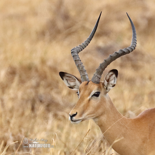 Antilopa impala (Aepyceros melampus)