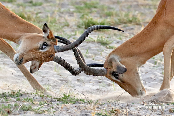 Antilopa Impala (Aepyceros melampus)