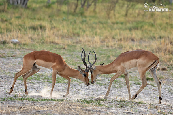 Antilopa impala (Aepyceros melampus)