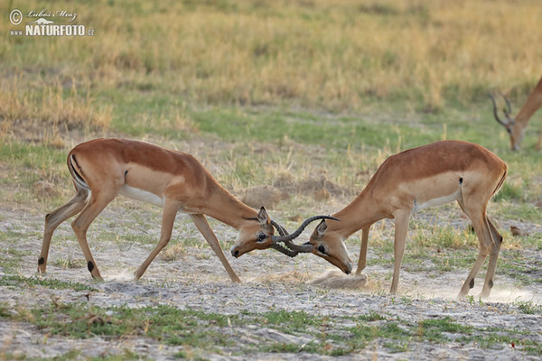 Antilopa impala (Aepyceros melampus)