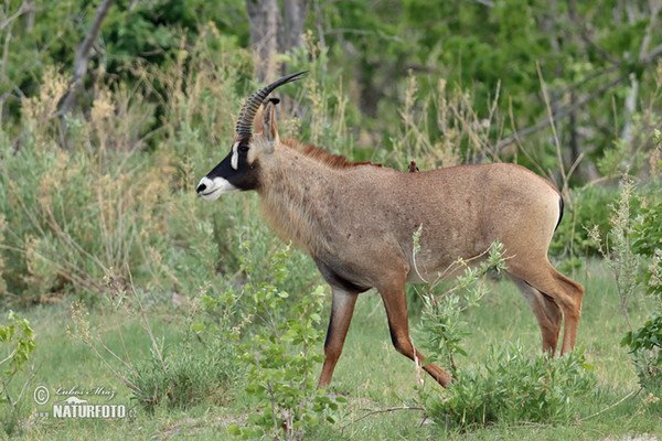 Antilopa koňská (Hippotragus equinus)