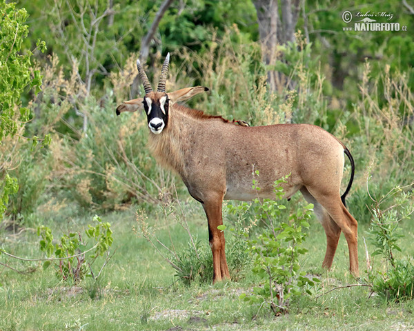 Antilopa koňská (Hippotragus equinus)
