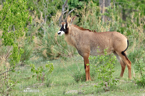 Antilopa koňská (Hippotragus equinus)