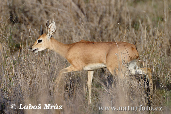 Antilopa srnčia (Raphicerus campestris)