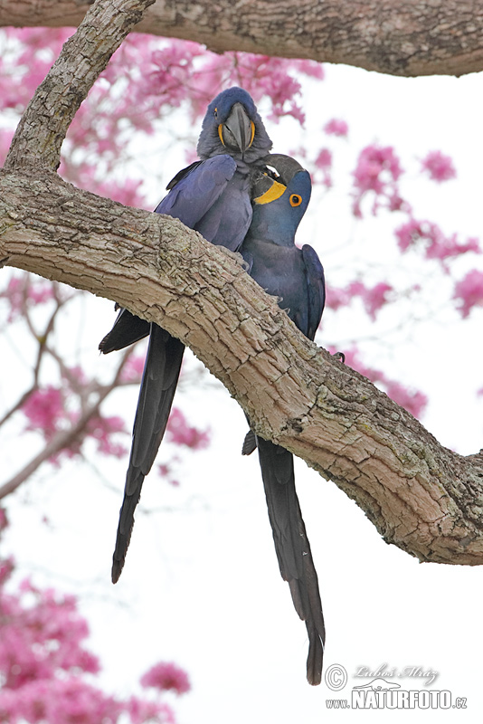 Ara hyacintová (Anodorhynchus hyacinthinus)