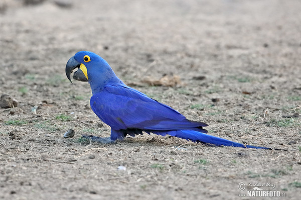 Ara hyacintový (Anodorhynchus hyacinthinus)