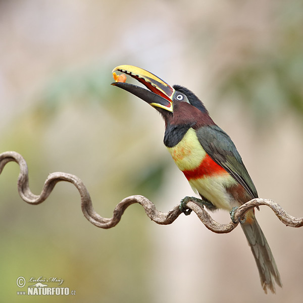 Arassari černokrký (Pteroglossus aracari)