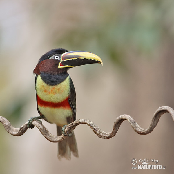 Arassari černokrký (Pteroglossus aracari)