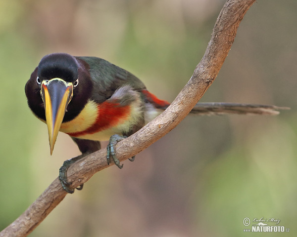 Arassari černokrký (Pteroglossus aracari)