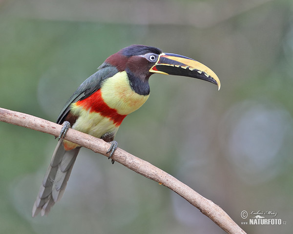 Arassari černokrký (Pteroglossus aracari)