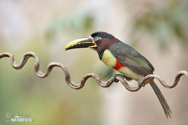 Arassari černokrký (Pteroglossus aracari)