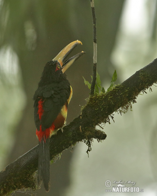 Arassari pestrý (Pteroglossus erythropygius)