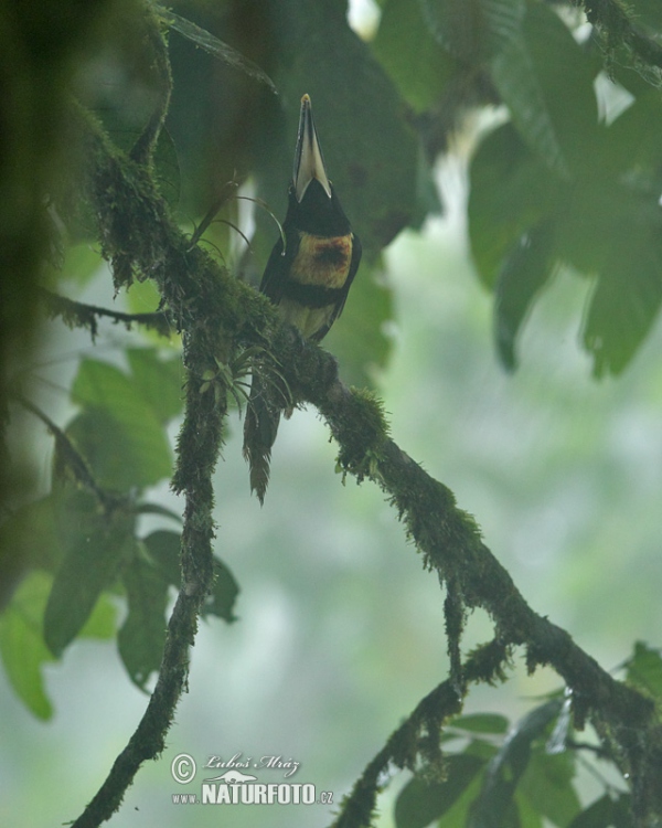 Arassari pestrý (Pteroglossus erythropygius)