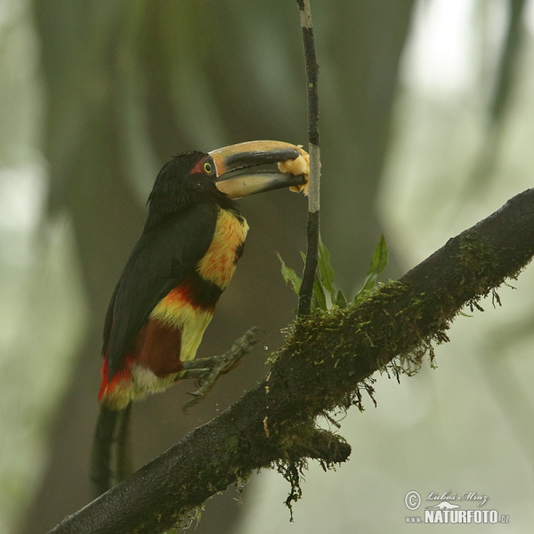 Arassari pestrý (Pteroglossus erythropygius)
