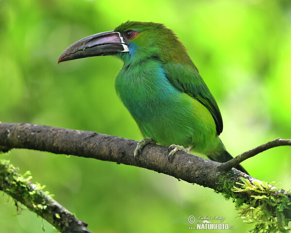 Arassari rudokostřecový (Aulacorhynchus haematopygus)