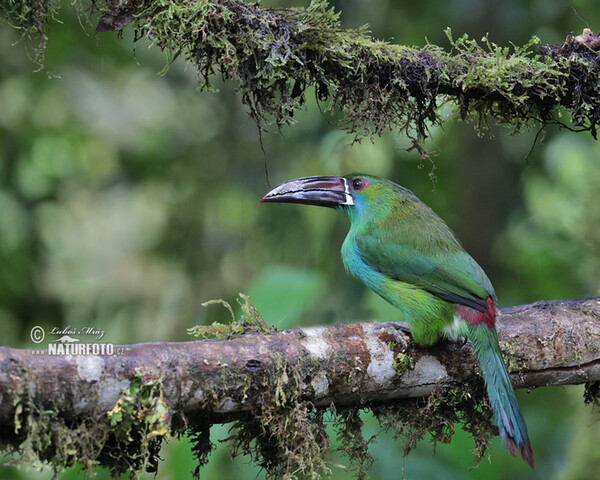 Arassari rudokostřecový (Aulacorhynchus haematopygus)